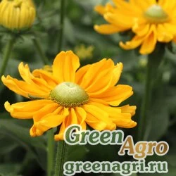 Семена Рудбекия волосистая (Rudbeckia hirta) "Amarillo" (gold) coated 1000 шт.