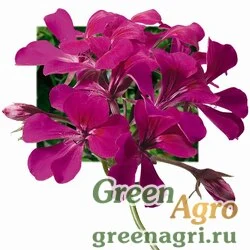 Семена Пеларгония плющелистная (Pelargonium peltatum) "Tornado F1" (fuschia) coated 1000 шт.