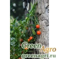 Семена Паслен ложноперечный (Solanum pseudocapsicum) 30 гр.