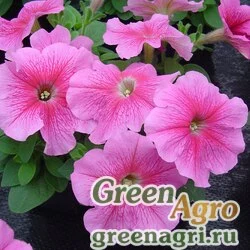 Семена Петуния многоцветковая (Petunia multiflora) "Lambada F1" (rose veined) raw 5000 шт.