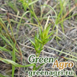 Семена Осока длинноплодная (Carex dolychocarpa) 3.5 гр.