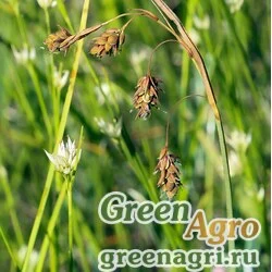 Осока магелланская (Carex magellanica) 1 гр.