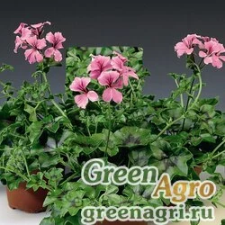 Семена Пеларгония плющелистная (Pelargonium peltatum) "Tornado F1" (pink) coated 1000 шт.