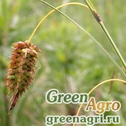 Осока Миддендорфа (Carex middendorffii) 1 гр.