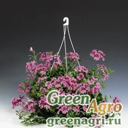 Семена Пеларгония плющелистная (Pelargonium peltatum) "Tornado F1" (rose) coated Произв. 1000 шт.