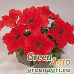 Семена Петуния грандифлора Фалькон Ред 100 драже