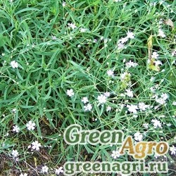 Семена Гипсофила смолевковидная (Gypsophila silenoides) 1 г