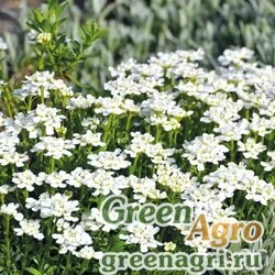 Семена Иберис вечнозеленый (Iberis sempervirens) "Snow Flurries" coated 1000 шт.