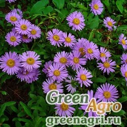 Семена Астра альпийская (Aster alpinus) (Pink) 5 г