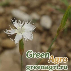 Семена Гвоздика аварская (Dianthus awaricus) 0,5 г