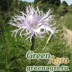 Семена Гвоздика Гельцера (Dianthus hoeltzeri) (15) 1 г