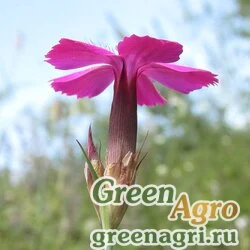 Семена Гвоздика кавказская (Dianthus caucaseus) 1 г