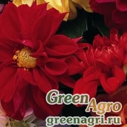 Семена Георгина изменчивая (Dahlia variabilis) "Hello F1" (scarlet shades) raw 100 шт.