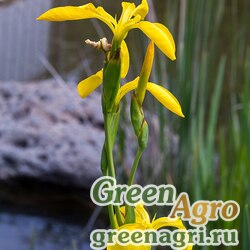 Семена Ирис болотный (Iris pseudacorus) 80 гр.