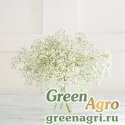 Семена Гипсофила каппадокийская (Gypsophila cappadocica) 0,5 г