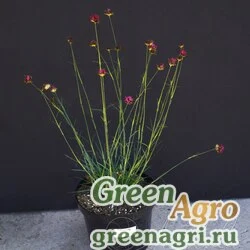 Семена Гвоздика сосноволистная (Dianthus pinifolius) 0,5 г