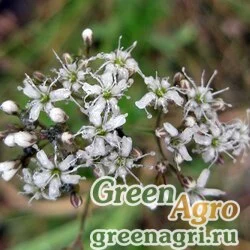 Семена Гипсофила пучковатая мыльная (Gypsophila fastigiata var.struthium) 1 г
