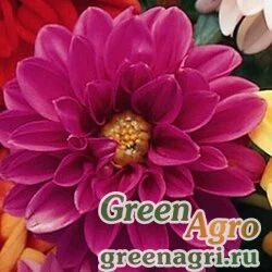 Семена Георгина изменчивая (Dahlia variabilis) "Hello F1" (pink shades) raw 100 шт.
