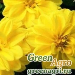 Семена Георгина изменчивая (Dahlia variabilis) "Hello F1" (yellow shades) raw 100 шт.