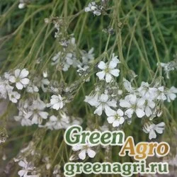 Семена Гипсофила песчаная (Gypsophila arenaria) 1,5 г