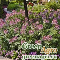 Семена Клеома Хасслера (Cleome hassleriana) "Sparkler F1" (lavender) primed 100 шт.