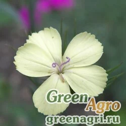 Семена Гвоздика Кнаппа (Dianthus knappii) 1,5 г