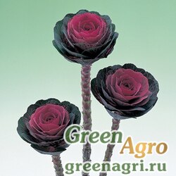 Семена Капуста декоративная (Brassica oleracea) "Crane F1" (red) raw 100 шт.
