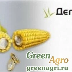 Семена Кукуруза, Делитоп, 1 п.е., Syngenta