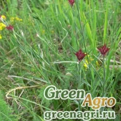 Семена Гвоздика понтедерская (Dianthus pontederea) 1 г
