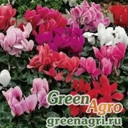 Семена Цикламен персидский (Cyclamen persicum) "Sierra F1" (mix) raw 500 шт.