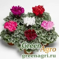 Семена Цикламен персидский (Cyclamen persicum) "Silverado F1" (mix) raw 500 шт.