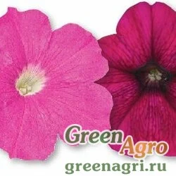 Семена Петуния ампельная Саксесс Твайлайт Микс 100драже