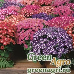 Семена Цинерария гибридная (Pericallis cruenta) "Jester F1" (mix) raw 1000 шт.