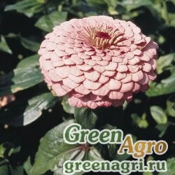Семена Цинния изящная (Zinnia elegans) "Zesty F1" (yellow) raw 1000 шт.