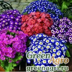 Семена Цинерария гибридная Pericallis cruenta Spring Glory mix Raw 10