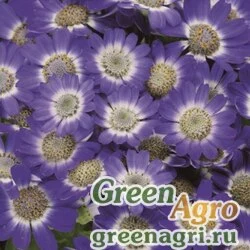 Семена Цинерария гибридная (Pericallis cruenta) "Venezia F1" (blue with ring) raw 1000 шт.