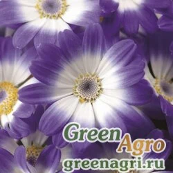Семена Цинерария гибридная (Pericallis cruenta) "Venezia F1" (delft blue with ring) raw 1000 шт.