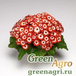 Семена Цинерария гибридная (Pericallis cruenta) "Venezia F1" (matador) raw Произв. 1000 шт.