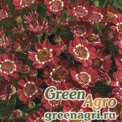 Семена Цинерария гибридная (Pericallis cruenta) "Jester F1" (scarlet bicolor) raw 1000 шт.