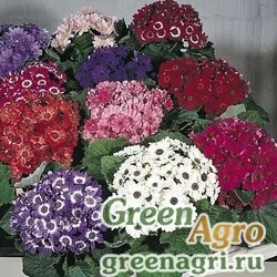 Семена Цинерария гибридная (Pericallis cruenta) "Starlet" (mix) raw Произв. 1000 шт.