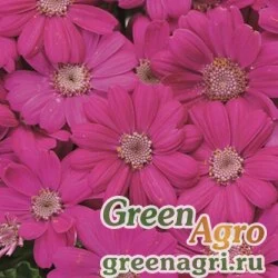 Семена Цинерария гибридная (Pericallis cruenta) "Venezia F1" (cherry) raw 1000 шт.