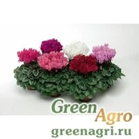 Семена Цикламен персидский (Cyclamen persicum) 