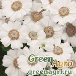 Семена Цинерария гибридная (Pericallis cruenta) "Venezia F1" (white) raw 1000 шт.