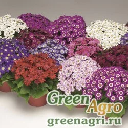 Семена Цинерария гибридная (Pericallis cruenta) "Venezia F1" (formula mix) raw 1000 шт.