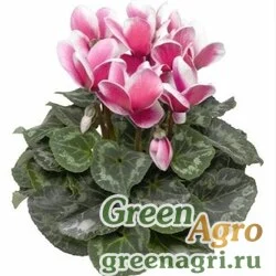 Семена Цикламен персидский (Cyclamen persicum) "Snowridge f1" (maxi rose) raw 50 шт.