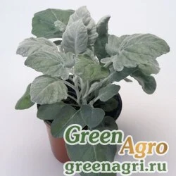 Семена Цинерария приморская (Senecio cineraria) "Silverado-over 100%" raw 10000 шт.