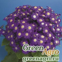 Семена Цинерария гибридная (Pericallis cruenta) "Venezia F1" (lilac rose) raw Произв. 1000 шт.