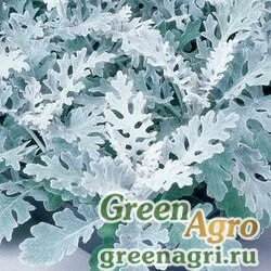 Семена Цинерария приморская Senecio cineraria Silverdust silvery gray leaf Pelleted / Primed 10000