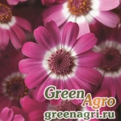 Семена Цинерария гибридная (Pericallis cruenta) "Venezia F1" (rose with ring) raw 1000 шт.