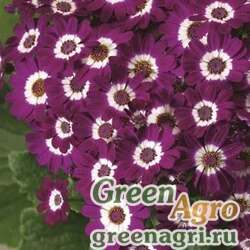 Семена Цинерария гибридная (Pericallis cruenta) "Venezia F1" (carmine with ring) raw 1000 шт.